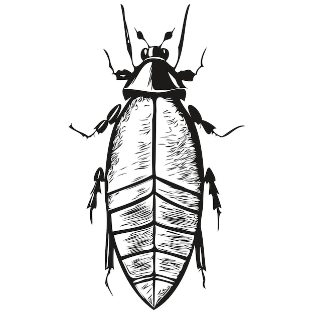 Vektor kakerlaken-skizze, handzeichnung von wildtieren, vintage-gravurstil, vektorillustration, kakerlaken