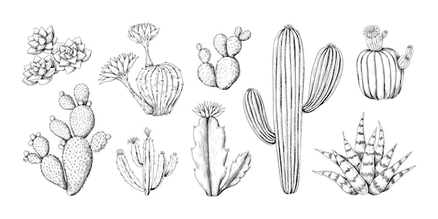Kaktus-gravurskizze. handgezeichnete stachelige pflanze der westlichen wüste mit blüten und stacheln. gekritzelte tropische flora. isolierte schwarz-weiße botanische umrisselemente. vektor-sukkulenten-gravursatz