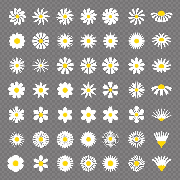 Kamille-set kräuterstilisierte botanische illustrationen blühen gesund, neue vektorsammlung von kamillenblüten