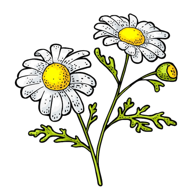 Kamillenblume mit blattgravurillustration