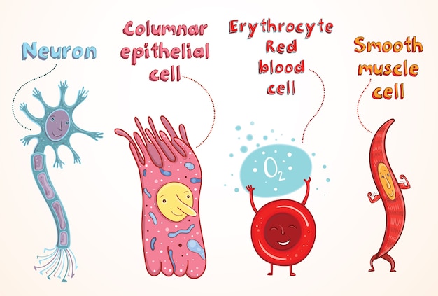 Vektor karikaturillustration für das studium in der schule. menschliche somatische zellen neuron, erythrozyten,