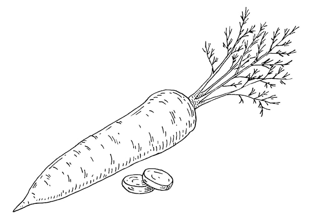 Karotten ganz und in Scheiben schneiden. Weinlesevektor, der einfarbige schwarze Illustration ausbrütet. Isoliert auf weißem Hintergrund. Handgezeichnetes Design