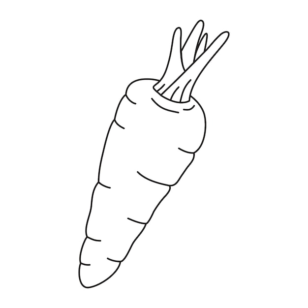 Karotten-Vektor-Illustration. Cartoon-Karotten-Gemüse. Karotte Hand zeichnen isoliert.