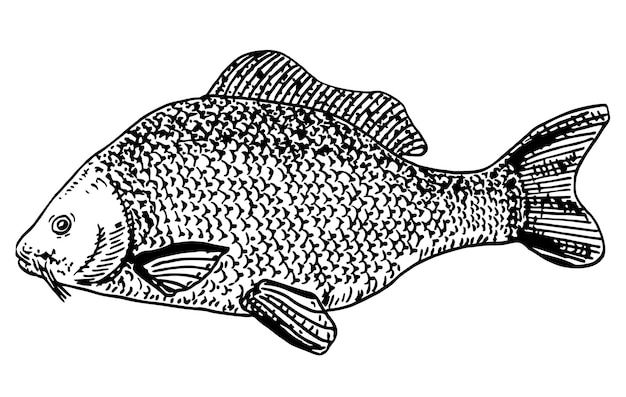 Karpfenseefisch konzeptkunst für horoskop-tattoo-dosenglas-aufkleber-shop-label usw. handgezeichneter fisch
