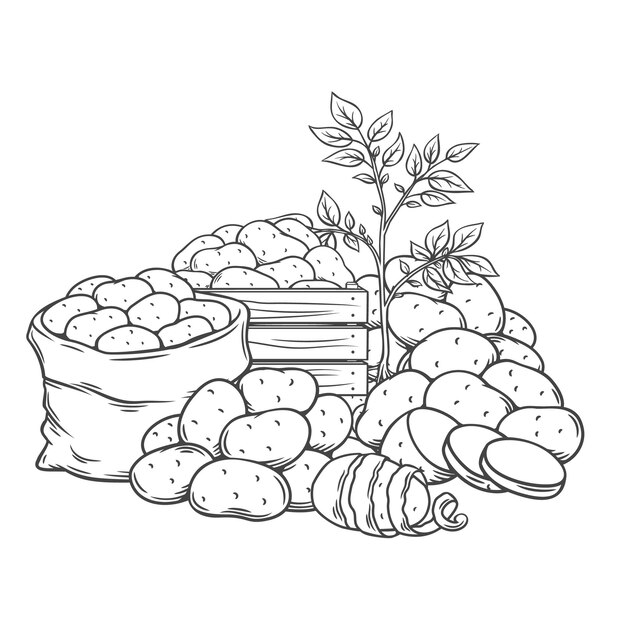 Kartoffelknollen umreißen handgezeichnete monochrome illustration