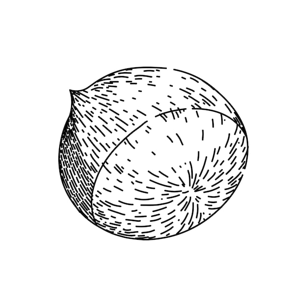 Kastanie, Kastanie, handgezeichnet, Essen, Saison, Nussschale, roh, lecker, Kastanie, Kastanie, Vektorskizze, isolierte schwarze Illustration