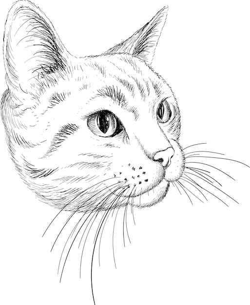 Katzenvektorillustration