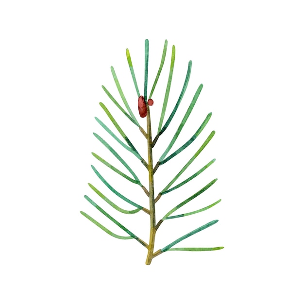 Kiefernzweig Weihnachtsbaum Grüner üppiger Fichtenzweig Aquarell handgezeichnete Illustration eines Nadelzweigs isoliert auf weißem Hintergrund Für die Dekoration der Winterferien Neujahr Weihnachten