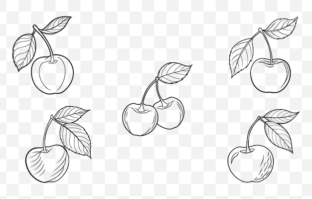 Kirschbaum mit Früchten und Blumen Linienkunst Vektor-Set Detaillierte Illustrationen