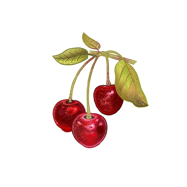 Kirschbeeren realistische vektor-illustration