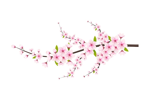 Kirschblüte und Sakura auf weißem Hintergrund Fallende Blütenblätter Blumen Aprikose florale Elemente bac