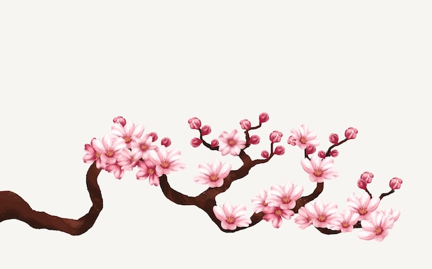 Kirschblütenzweig mit Sakura-Blume. Sakura-weißer Hintergrund. Aquarell Kirschknospe