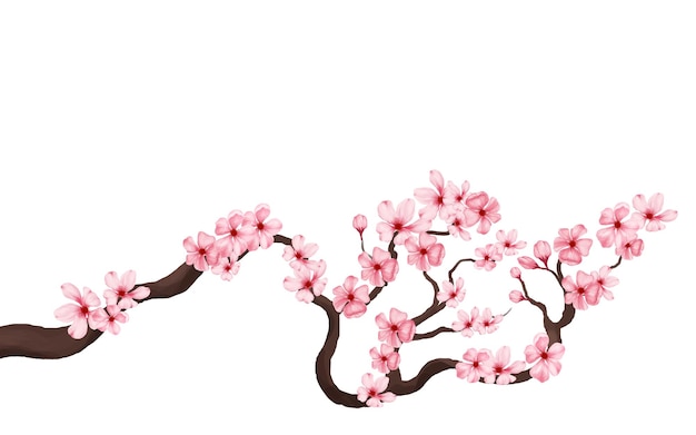 Kirschblütenzweig mit Sakura-Blume. Sakura-weißer Hintergrund. Kirschblüten blühen