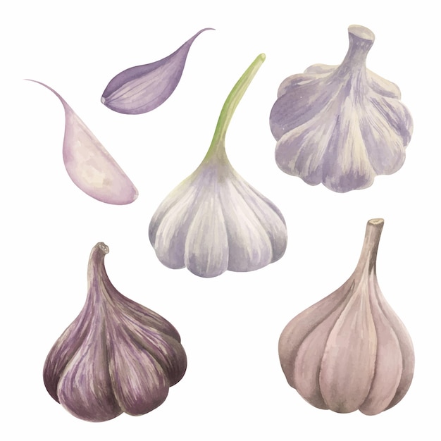 Knoblauch-Aquarell-Illustration Essen handgezeichnete Clipart-Sammlung Botanische Elemente Clipart-Set Küchenkunst