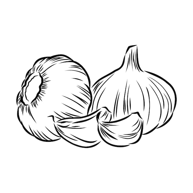 Knoblauch Handgezeichnete Illustration in Vektoren umgewandelt Pastelleffekt-Färbung