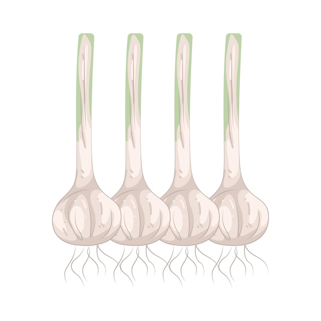 Knoblauch
