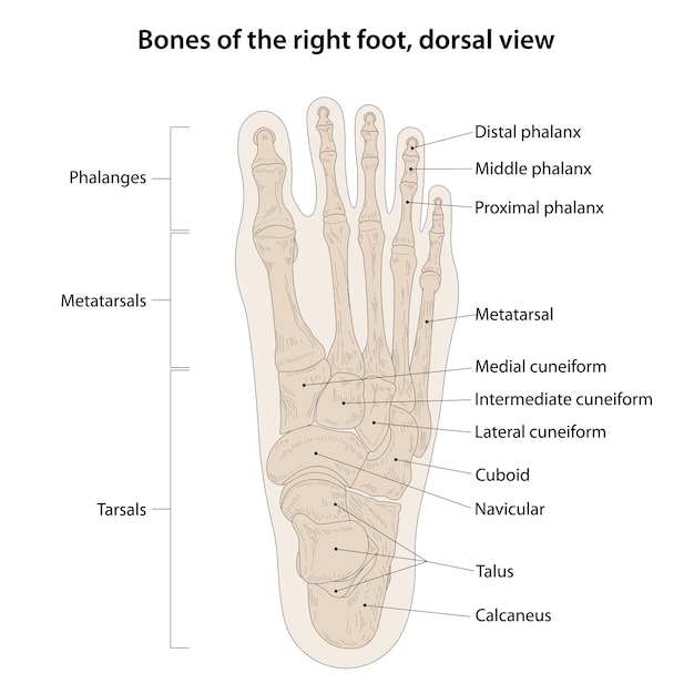 Knochen des rechten fußes, dorsalansicht