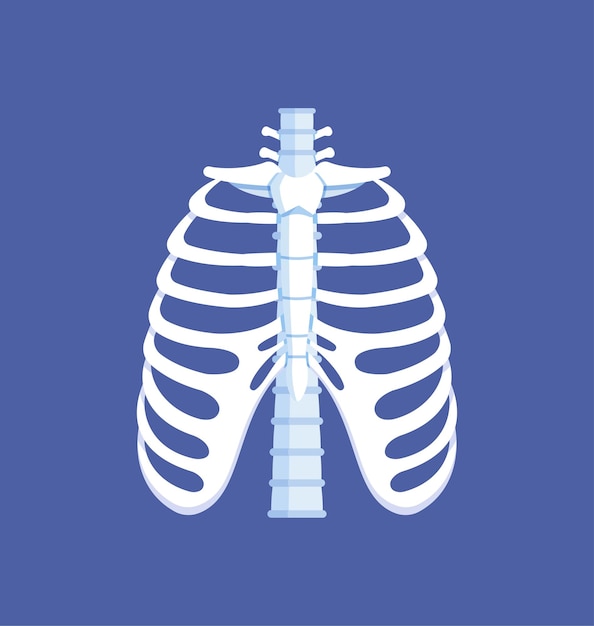 Knochen des Thorax. Vorderansicht. Menschliche Anatomie. Rippen, Wirbelsäule. Vektorillustration von auf blauem Hintergrund isolierten Rippen.
