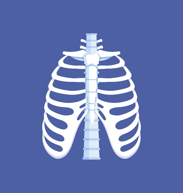 Vektor knochen des thorax. vorderansicht. menschliche anatomie. rippen, wirbelsäule. vektorillustration von auf blauem hintergrund isolierten rippen.