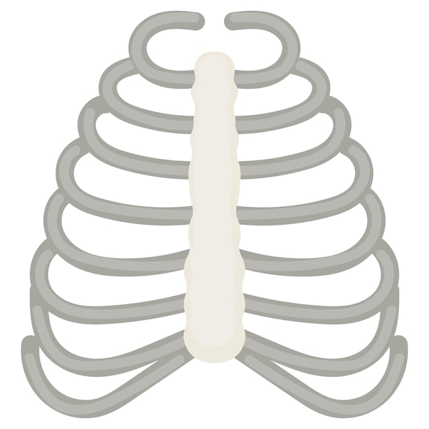 Knochenkäfig Vektordesign Organsystem Anatomie des Menschen Menschliche Körperteile Konzept der menschlichen Rippen