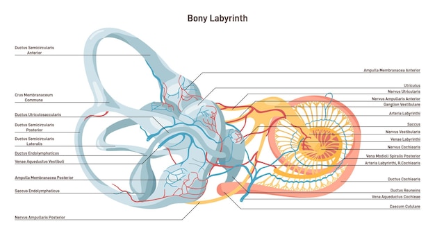 Vektor knöchernes labyrinth mittelohrkapsel der vorhof der halbkreis