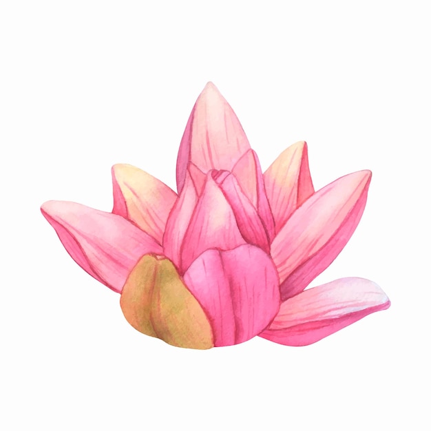 Knospen Pink Lotus Aquarell Vektor Illustration tropische Wasserlilie und grün Blätter auf isolierten Hintergrund Hand gezeichnet Blumen für Einladungen Druck und Design