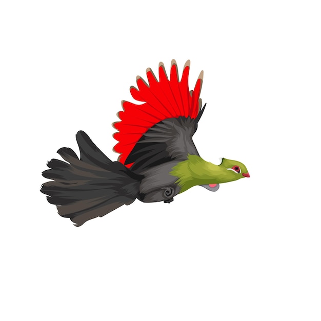 Vektor knysna turaco