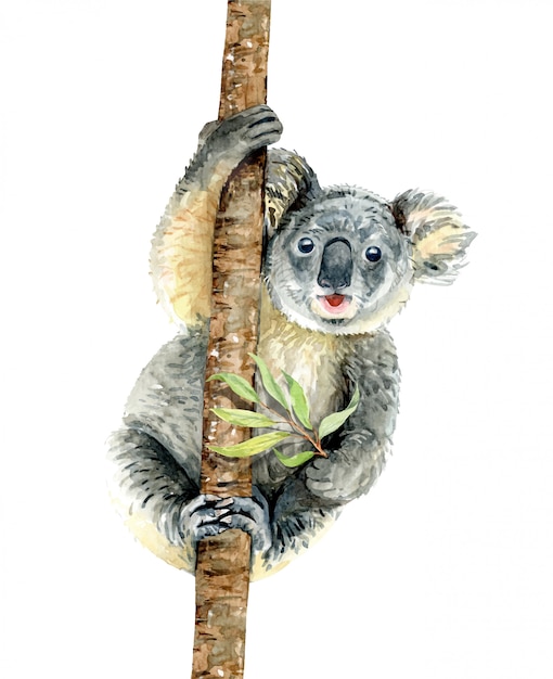 Koalahang auf niederlassung mit griffeukalyptus