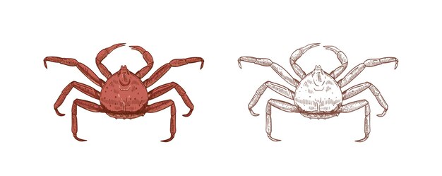 Königskrabbenillustrationen gesetzt