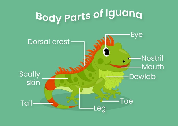 Körperteile der leguan-bildungsseite für kinder