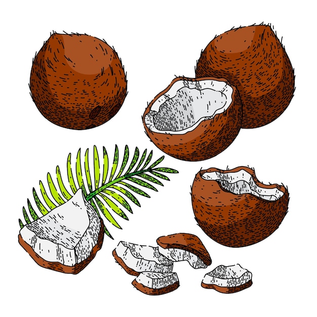 Kokosnuss-kokosmilch-fruchtset skizze handgezeichneter vektor