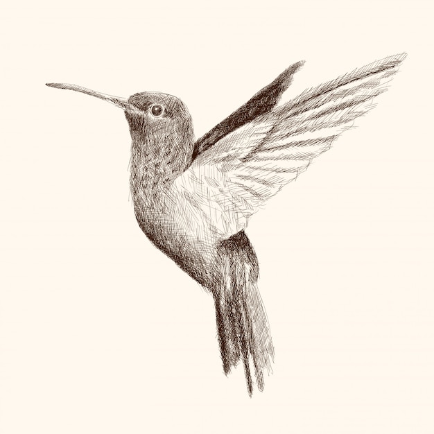 Kolibri schlägt mit den flügeln und fliegt. bleistifthandzeichnungsskizze auf einem beige hintergrund.