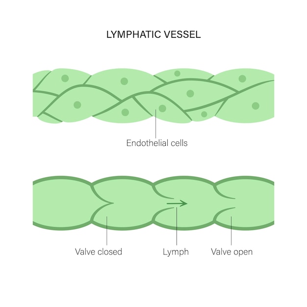 Konzept der lymphgefäße