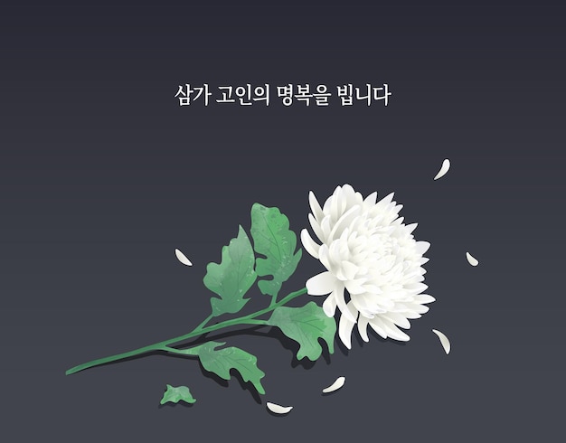 Koreanische beerdigung trauer chrysanthemum blume beten für die glückseligkeit der toten
