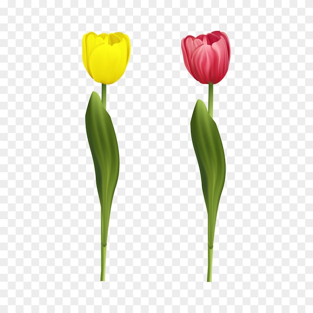 Kostenlose Vektor-Illustration einzelne Tulpen