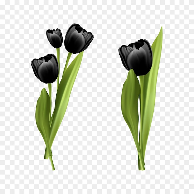 Kostenlose Vektor-Illustration Strauß Tulpen