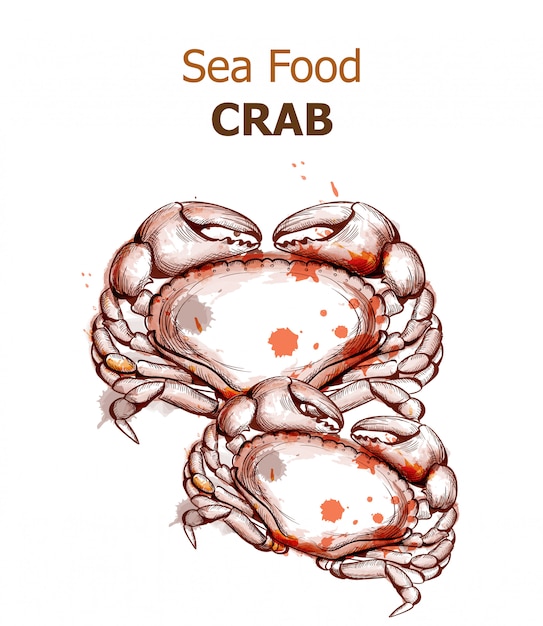 Krabbe lokalisiert auf weißem Aquarell
