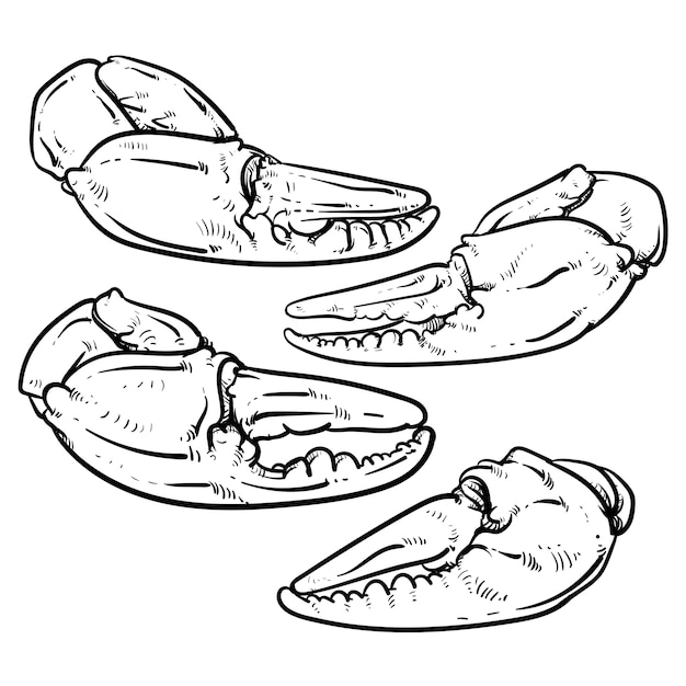 Vektor krabbenklauen. krabbengreifer lokalisiert auf weißem hintergrund