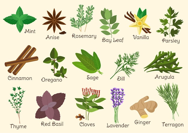 Kräuter, Gewürze und Gewürze mit Zweigen und Samen Estragon und Lavendel