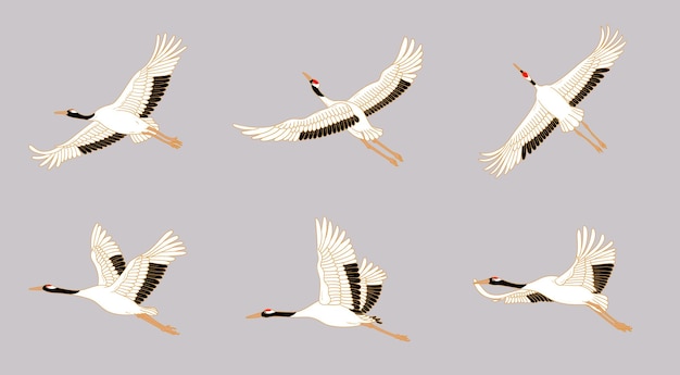 Kranichvögel mit roten kronen illustrieren japanische kraniche in verschiedenen posen
