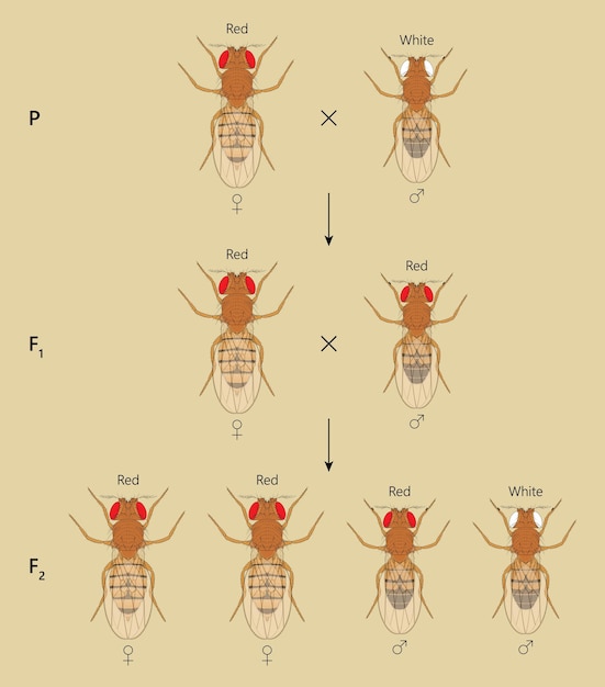 Kreuzung zwischen rotäugiger weiblicher fruchtfliege drosophila melanogaster und weißäugigem männchen