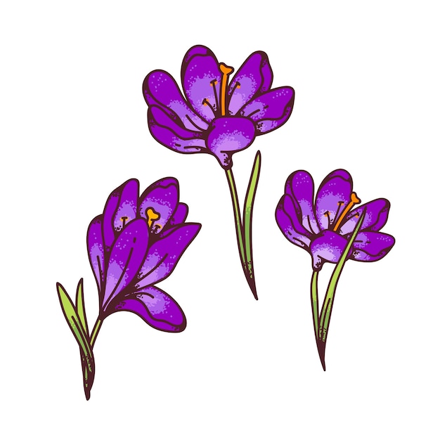 Krokus lila blumen frühling primeln gesetzt für design-grußkarte. gliederungsskizzenillustration