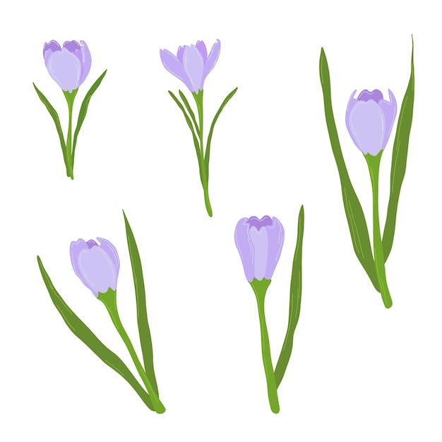 Krokusblumen setzen vektorillustration