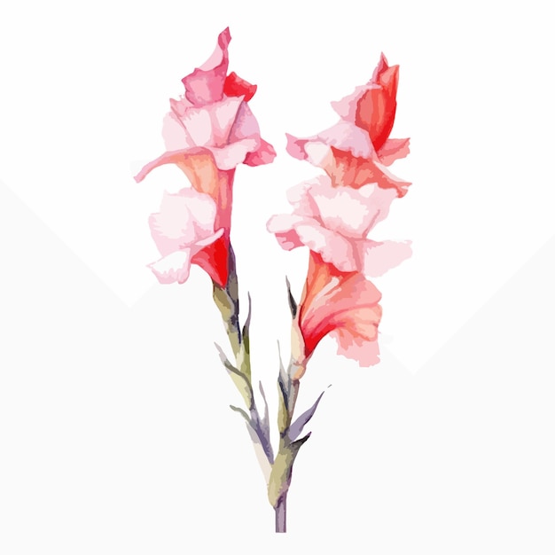 Künstlerische aquarell-illustration einer zarten gladiole