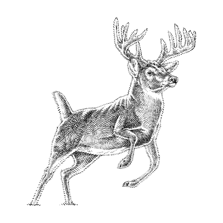 Vektor künstlerische illustration des big horn-hirsches