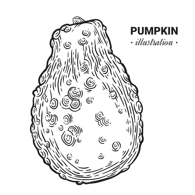 Kürbis handgezeichnete illustration