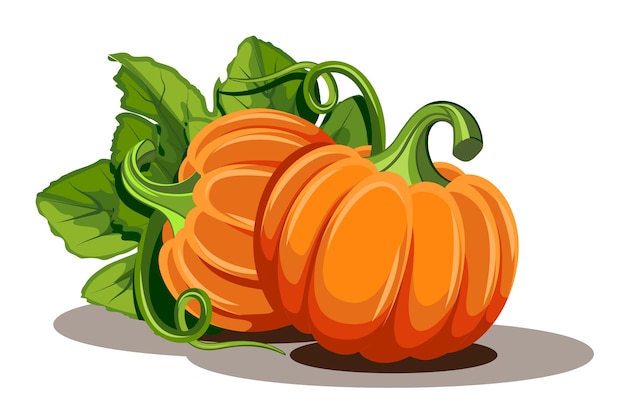 Vektor kürbisse mit blättern auf weißem hintergrund. illustration reifer orange kürbis - kürbis für halloween, herbsterntefest oder erntedankfest. umweltfreundliches gemüse.