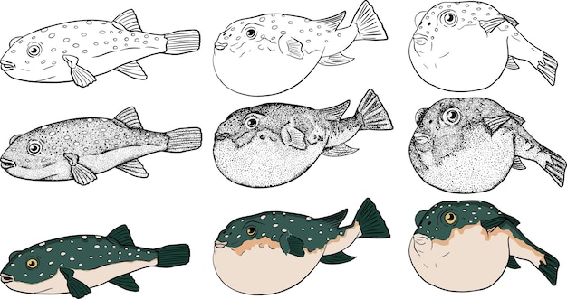 Kugelfisch-skizzensammlung handgezeichneter vektorfisch seefluss oder ozeanfisch