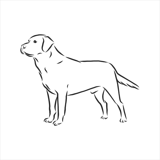 Labrador-retriever-hund. isolierte skizzierte skizze, logo-kontur-vektor-illustration