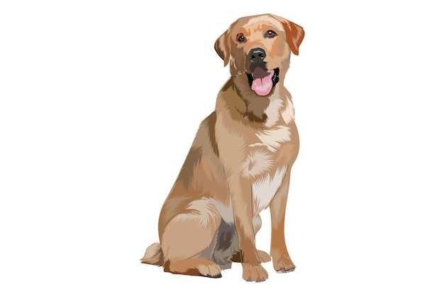 Labrador Retriever-Solo-Porträt